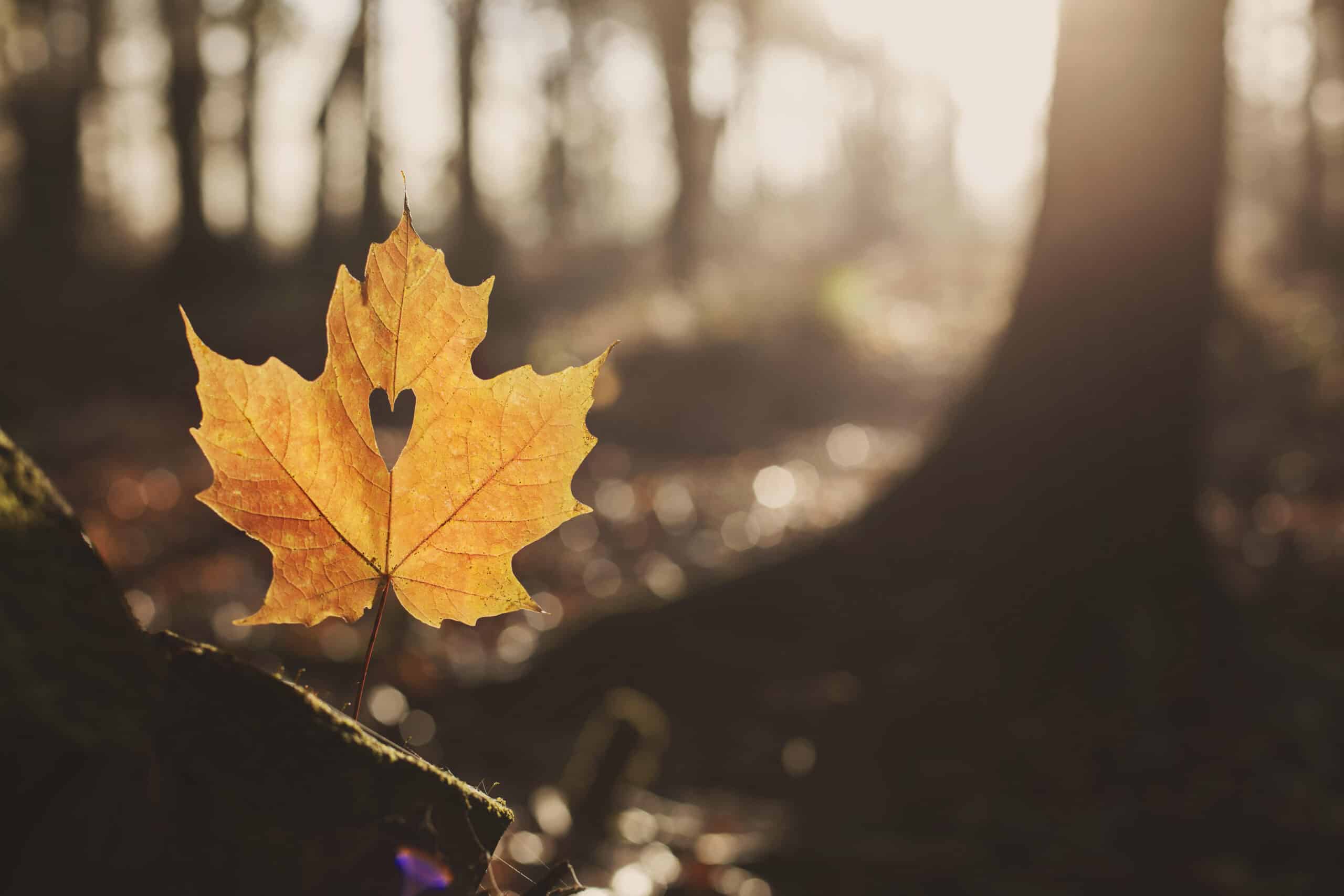 FEUILLE COEUR